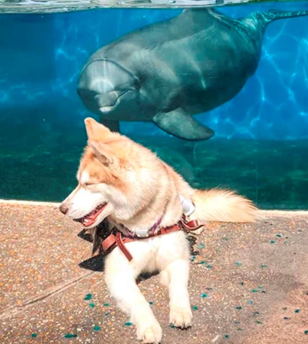 brown and white husky service dog laying on the floor in front of a water tank with a dolphin watching the dog behind it