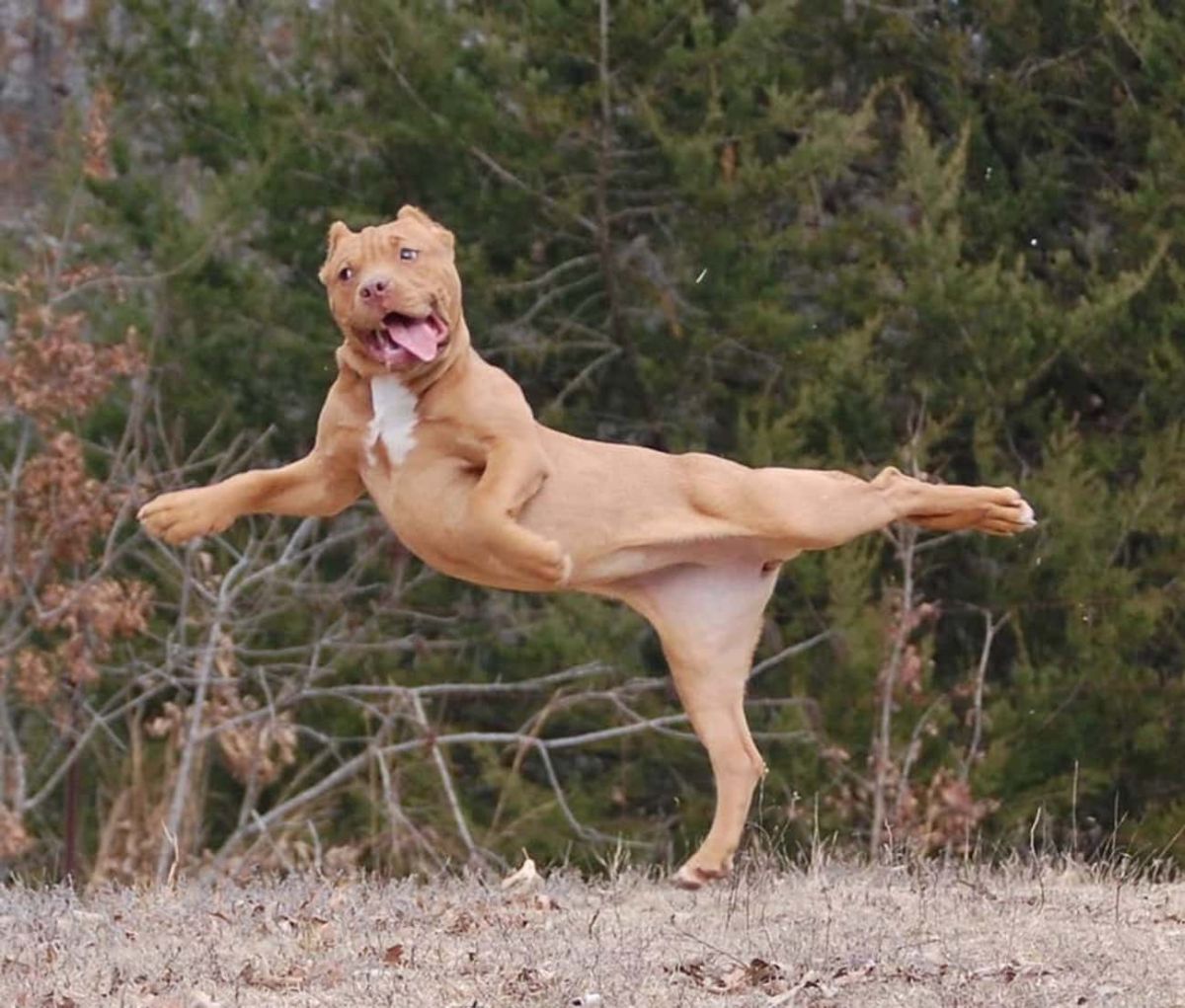brown and white pitbull caught mid-jump standing on one back leg with one front leg and one back leg extended outwards