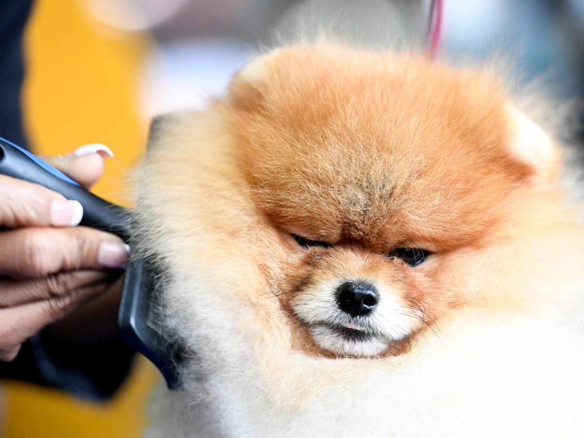 brown and white pomeranian getting brushed