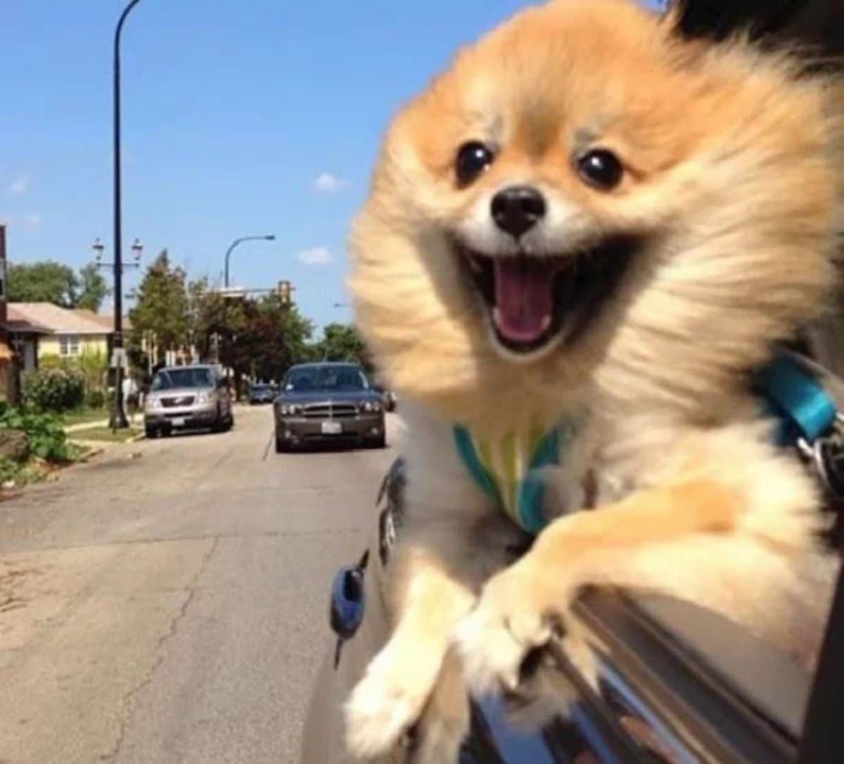 brown and white pomeranian leaning out of a car window with the breeze blowing the fur back