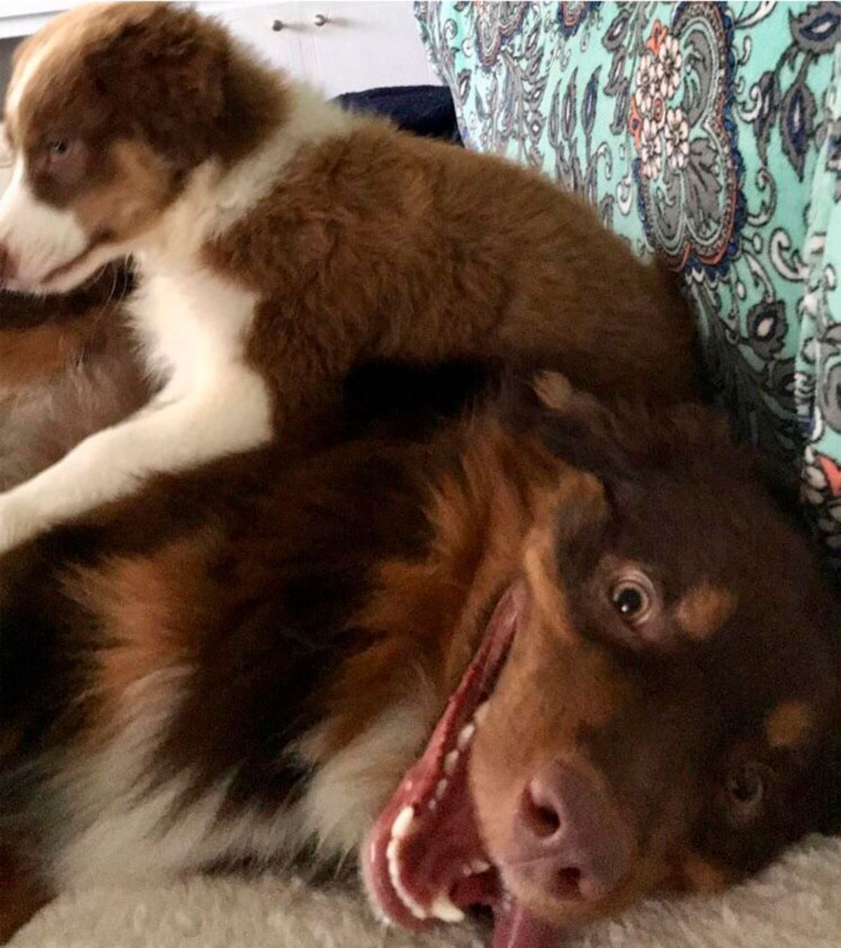 brown and white puppy on a fluffy brown dog who has a big smile