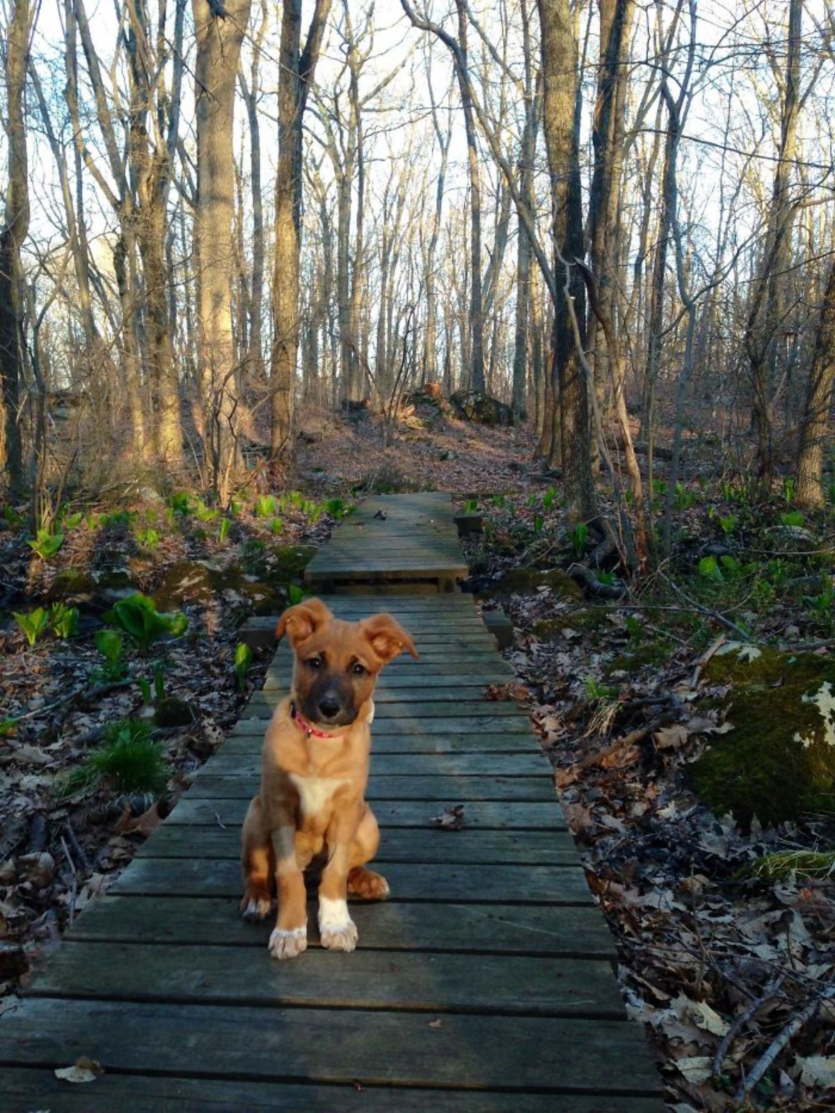 brown and white puppy sititng on a wooden path through a forest