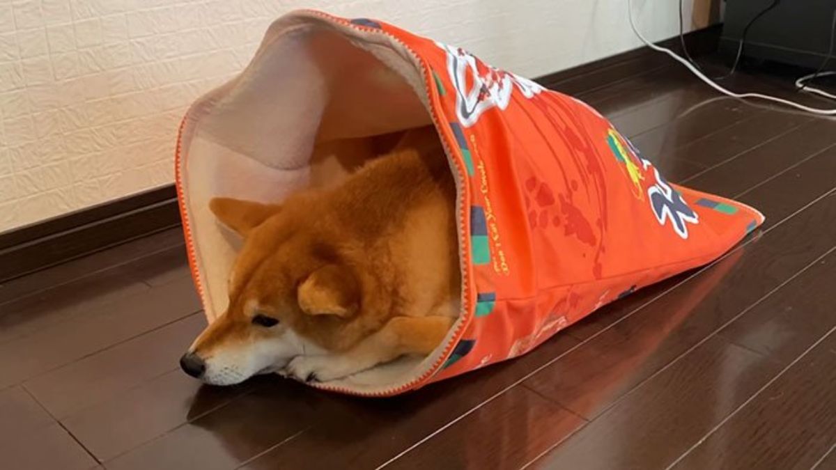 brown and white shiba inu inside a sleeping bag with a print of a snack pack with the head sticking out