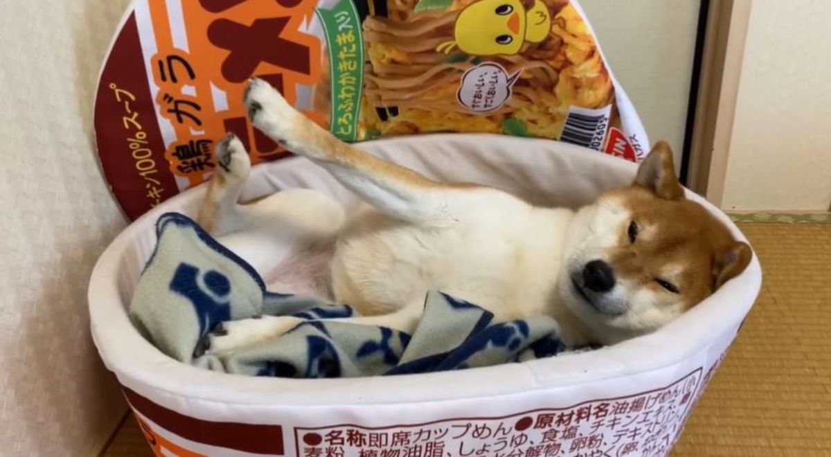 brown and white shiba inu laying belly up with legs outstretched in a white dog bed with food label on the side and a food print lid behind