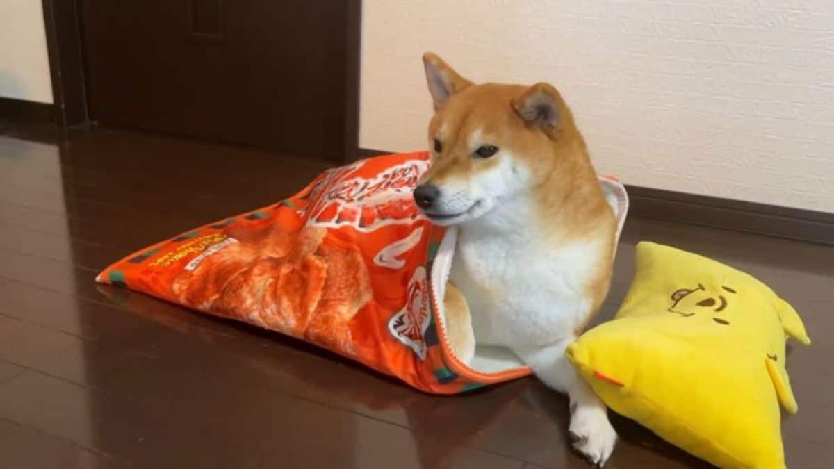 brown and white shiba inu laying with head raised from yellow pillow with bunny ears and the dog is inside a blanket with print of potato chips