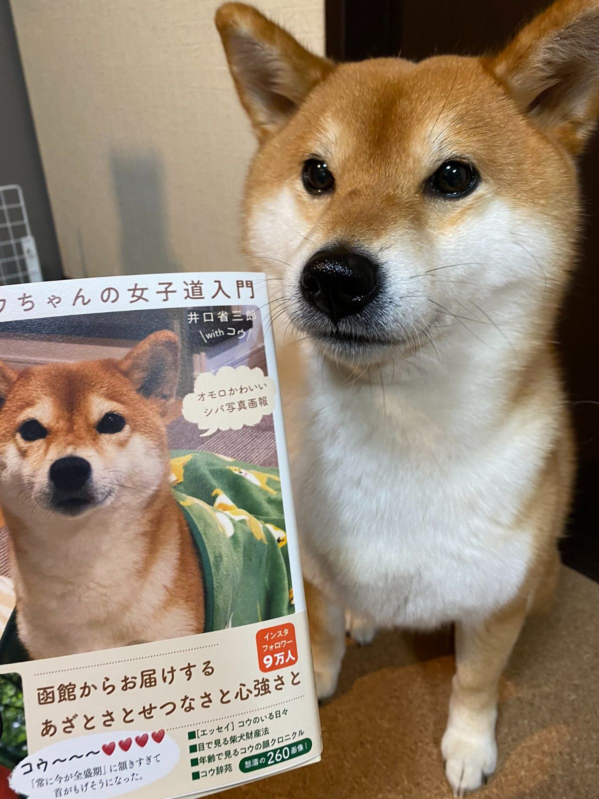 brown and white shiba inu sitting on floor next to a Japanese poster of the same dog