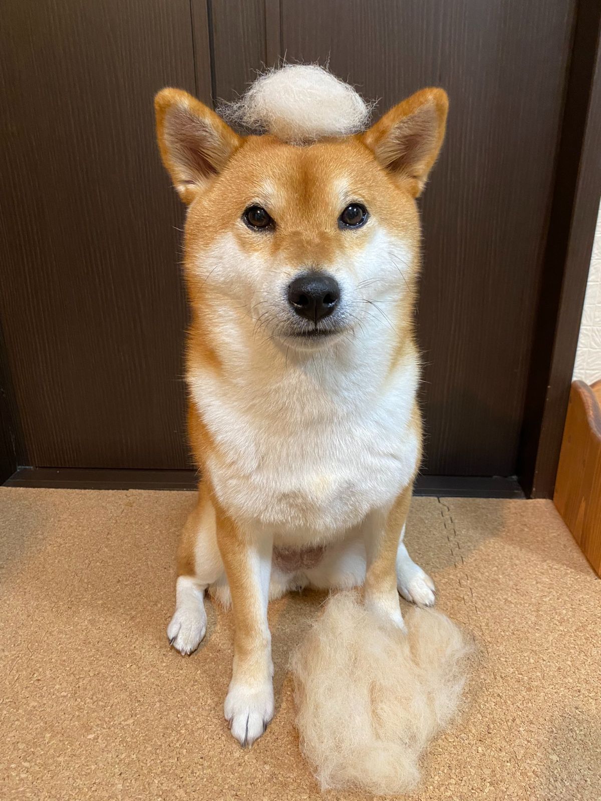 brown and white shiba inu sitting on floor with some white fur in a ball on the head and some more fur on the floor by the foot