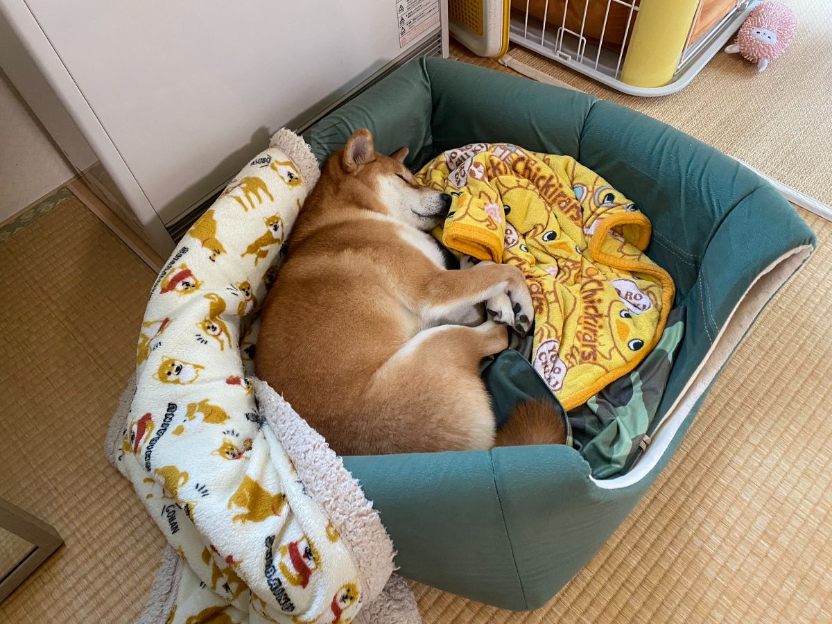 brown and white shiba inu sleeping sideways on a green bed with a white shiab inu blanket behind him and a yellow duck blanket in front of her