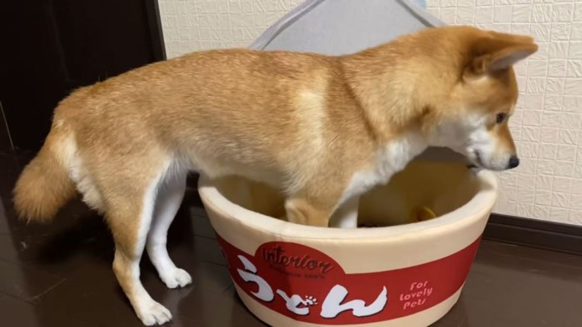 brown and white shiba inu standing with front legs inside a red and white dog bed with a food label on it