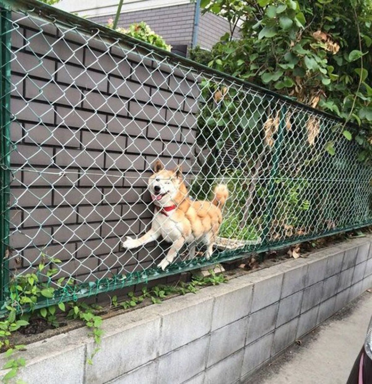 brown and white shiba inu stuck between a green fence and a grey wall