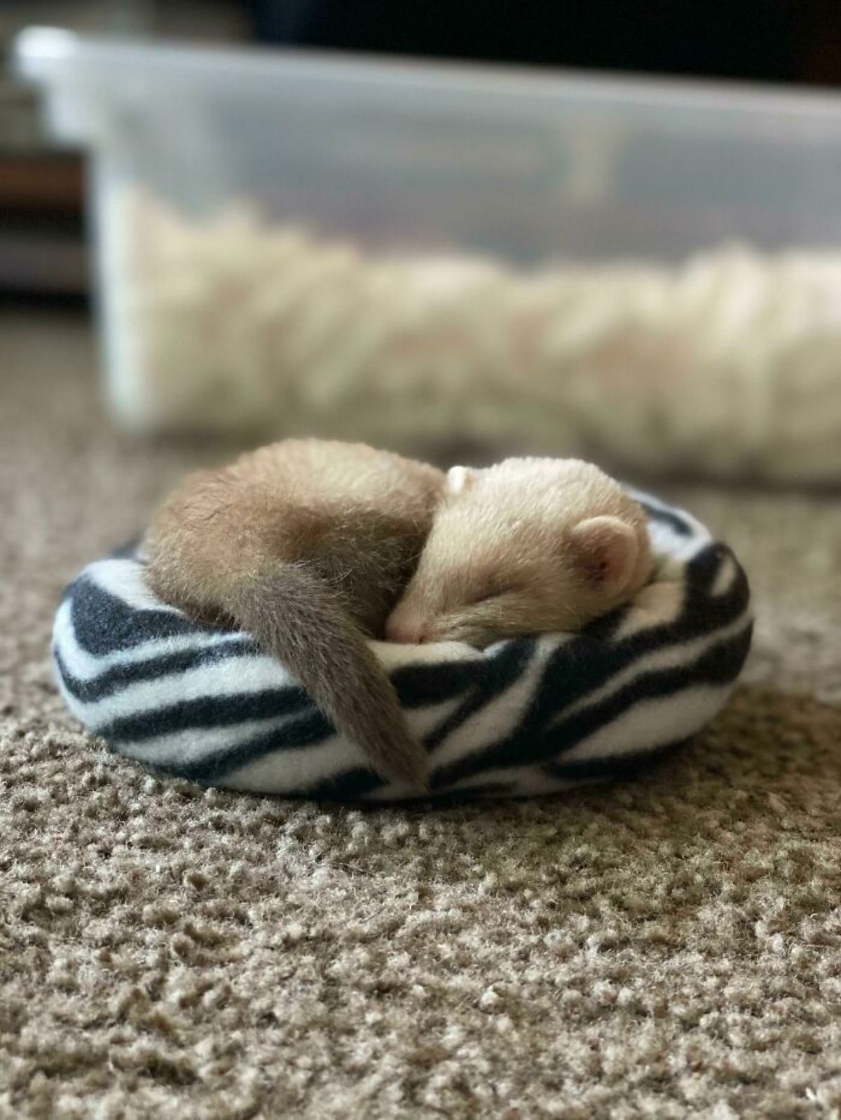 brown baby ferret sleeping on a small black and white cushion