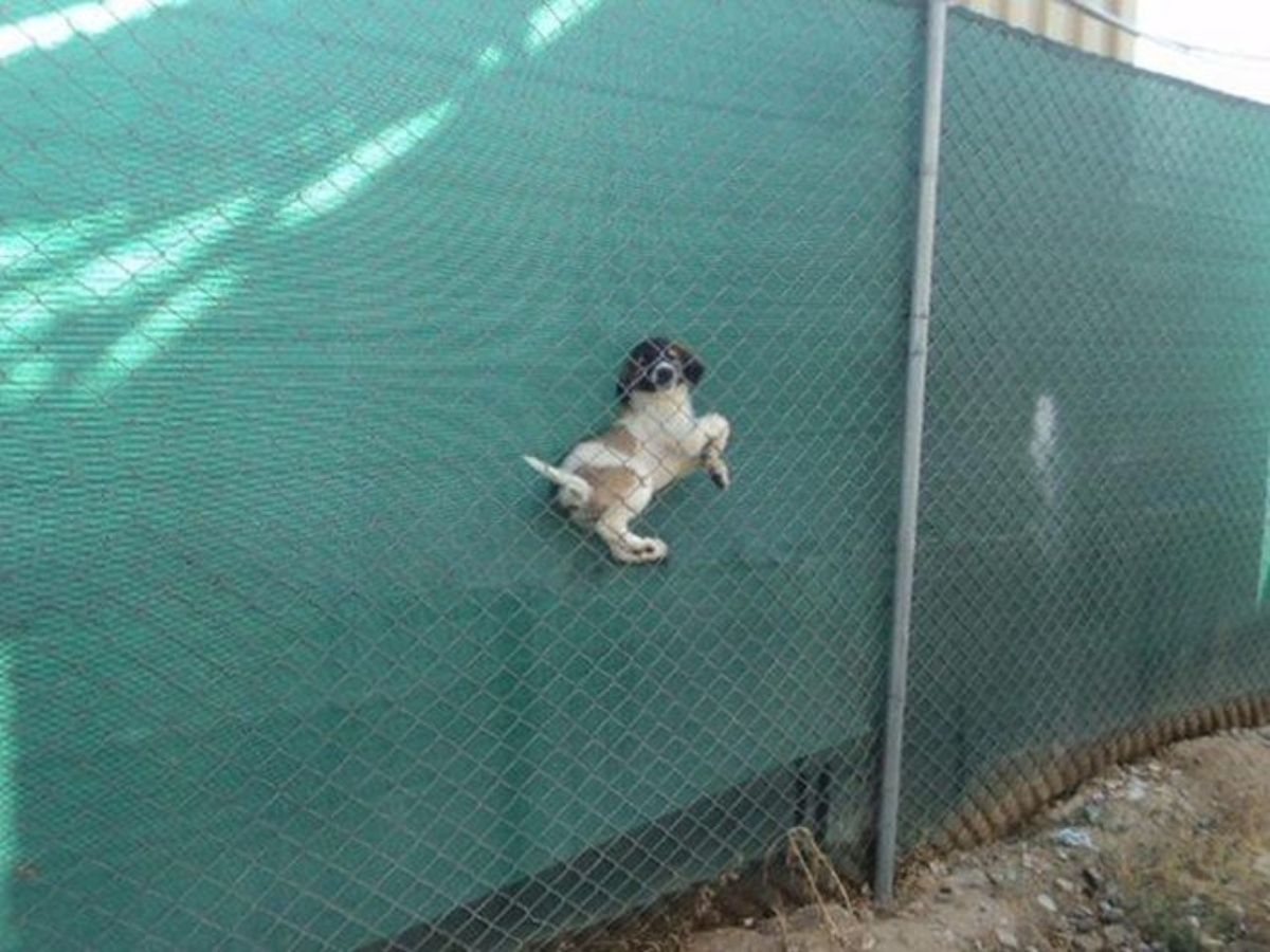 brown black and white dog between a fence and a green wall