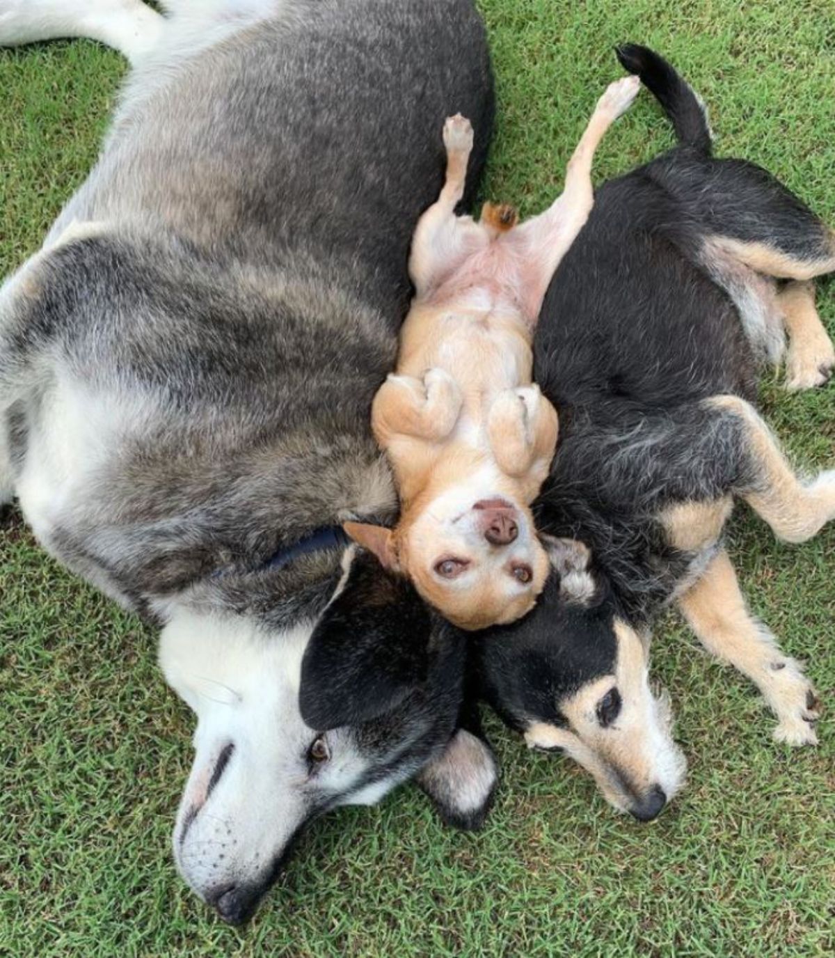 brown chihuahua laying belly up between and on top of black and white husky and black and brown dog laying sideways on grass