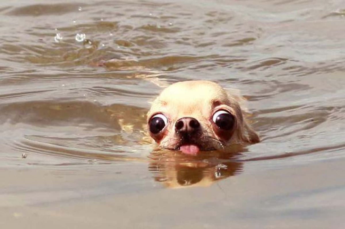 brown chihuahua swimming with only head showing, eyes widened and tongue sticking out