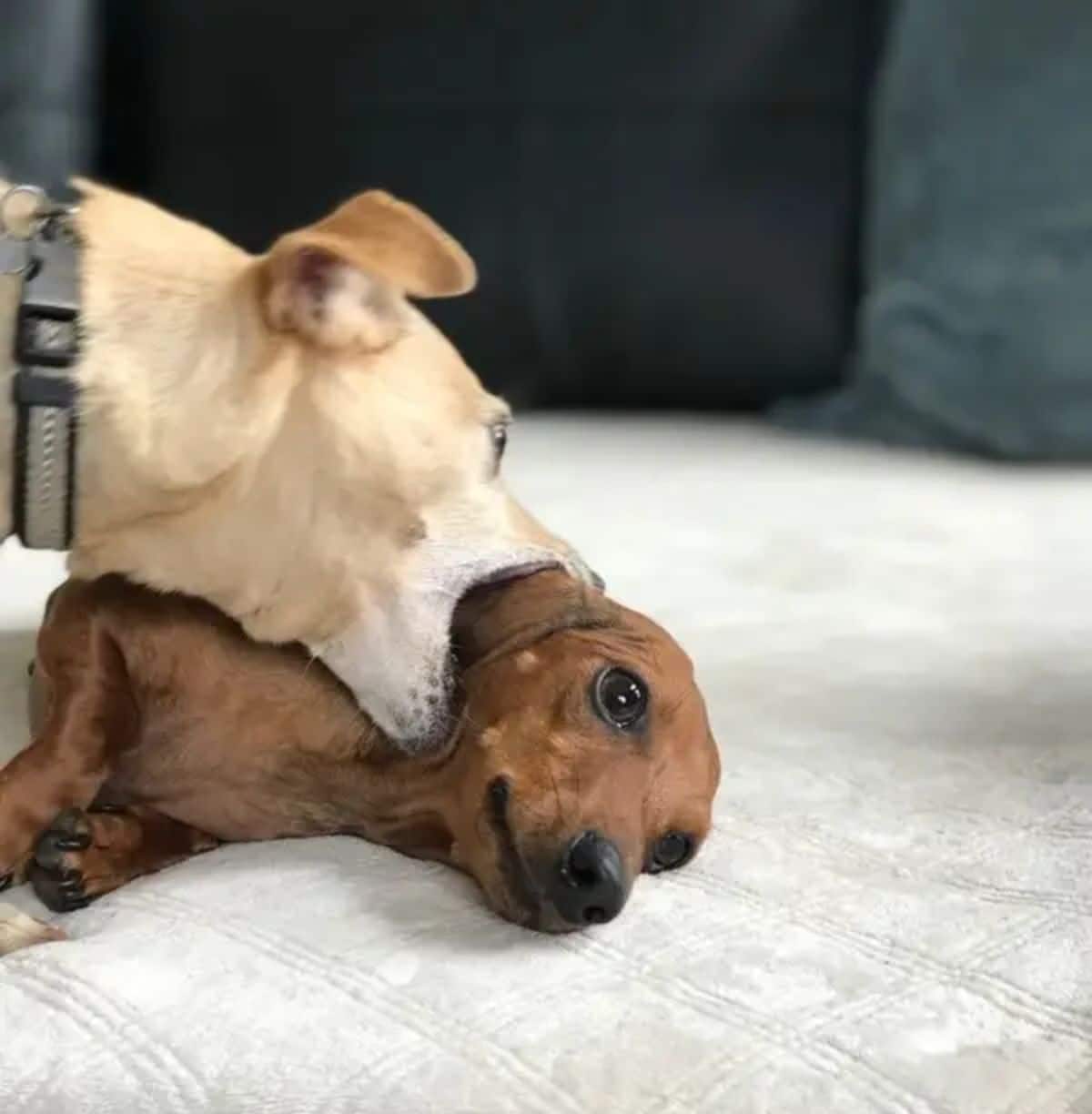 brown dachshund laying on white bed with light brown dog holding the side of the dachshund's head in its mouth