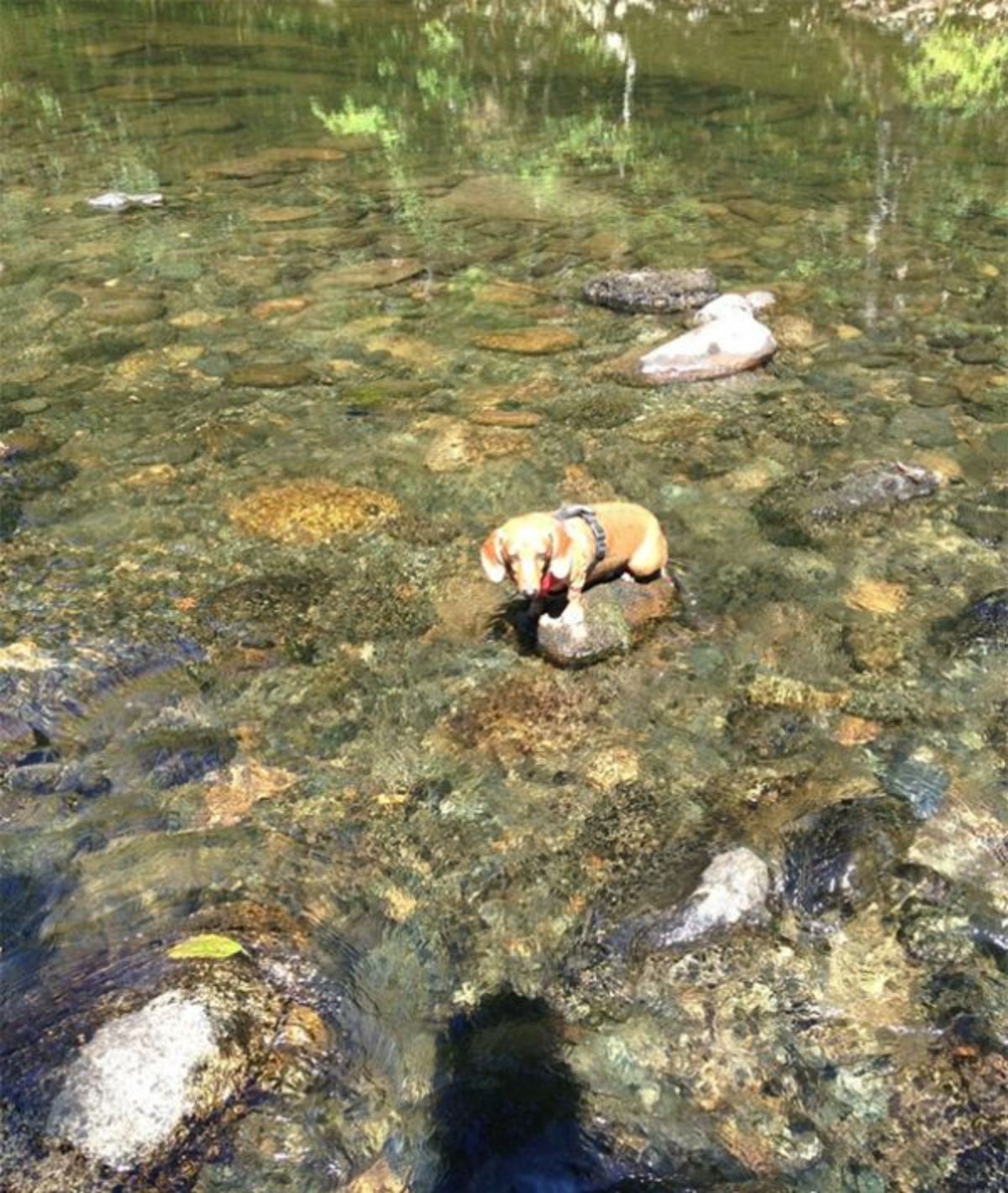 brown dachshund puppy standing on a dry rock in a body of water