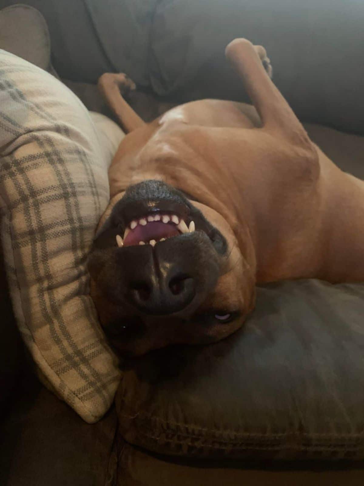 brown dog laying belly up on a grey sofa and the dog's teeth are showing