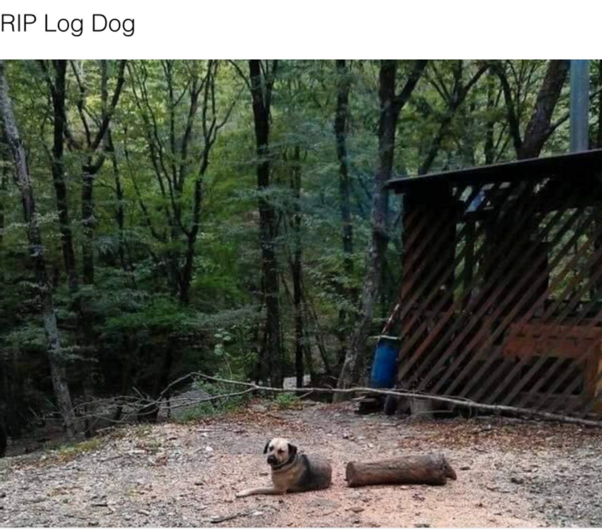 brown dog laying on the ground next to a log looking like it's been cut in half