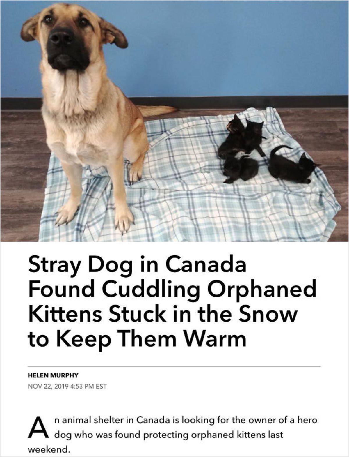 brown dog on a blue and white blanket next to 4 black kittens with a newspaper article saying the stray dog was keeping them warm in the snow