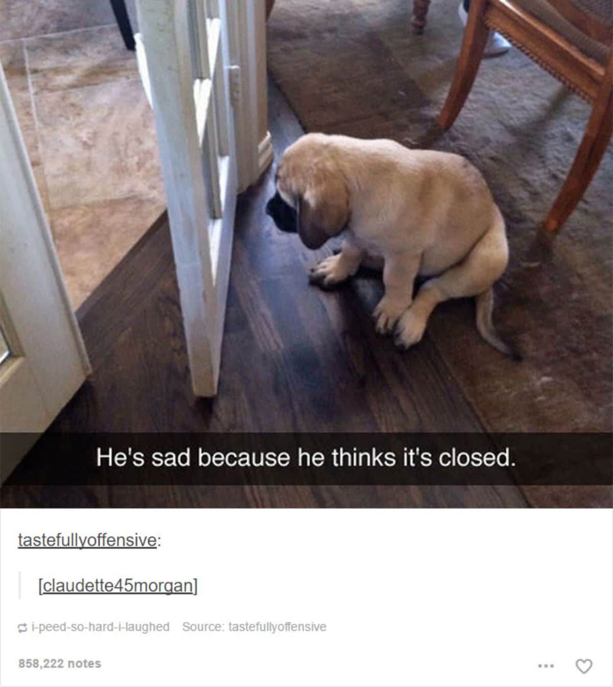 brown dog sitting in front of a door that is ajar