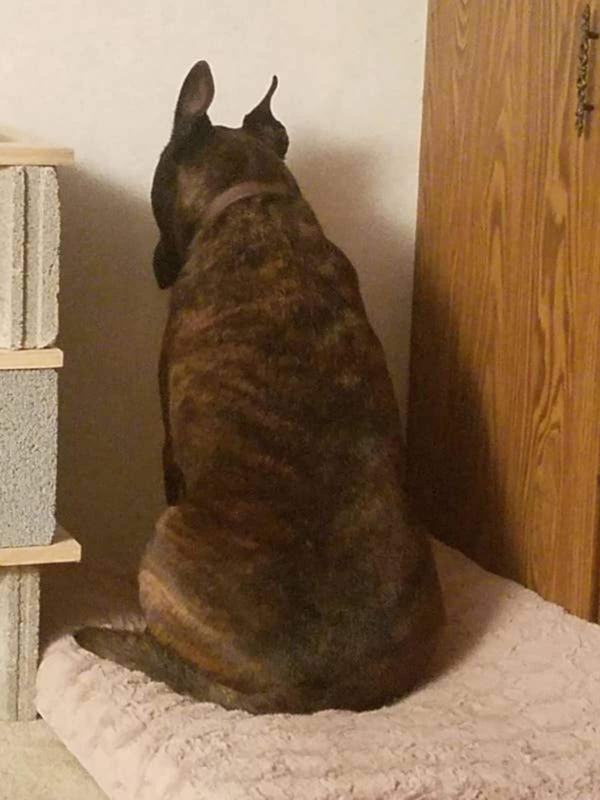 brown dog sitting on a beige dog bed facing the wall