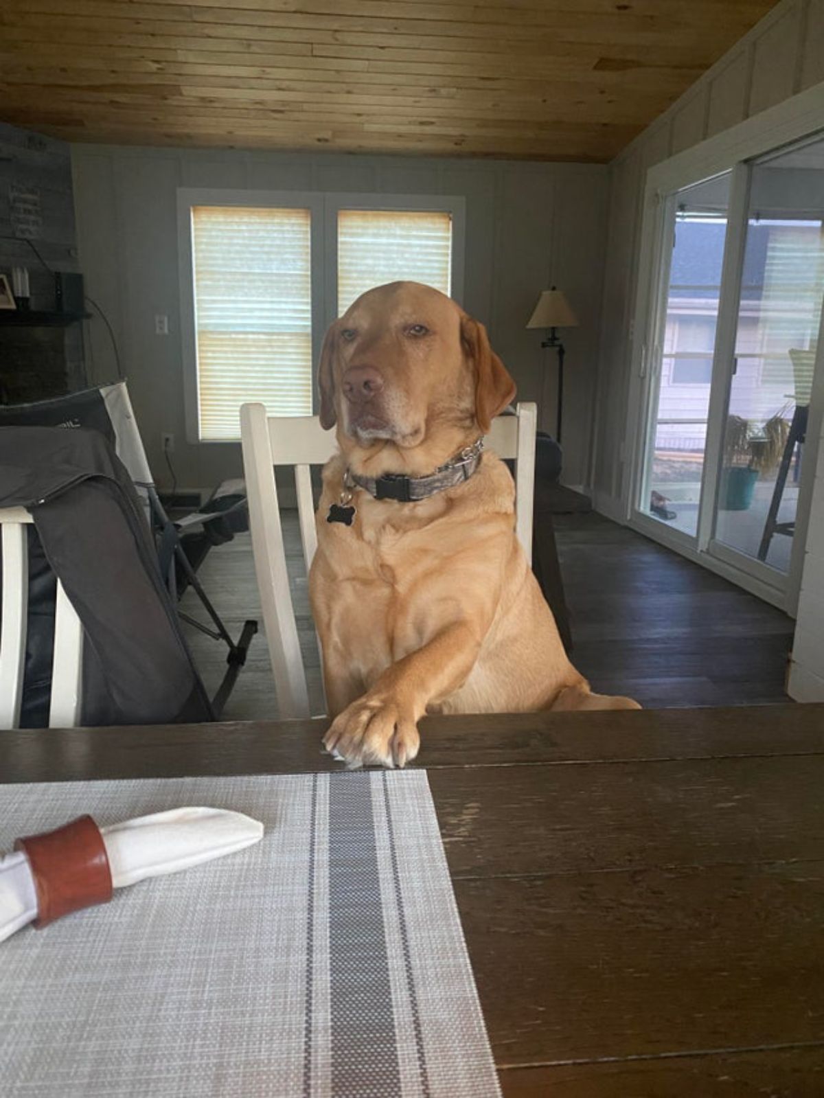 brown dog sitting on a chair at a table placing one paw on the table