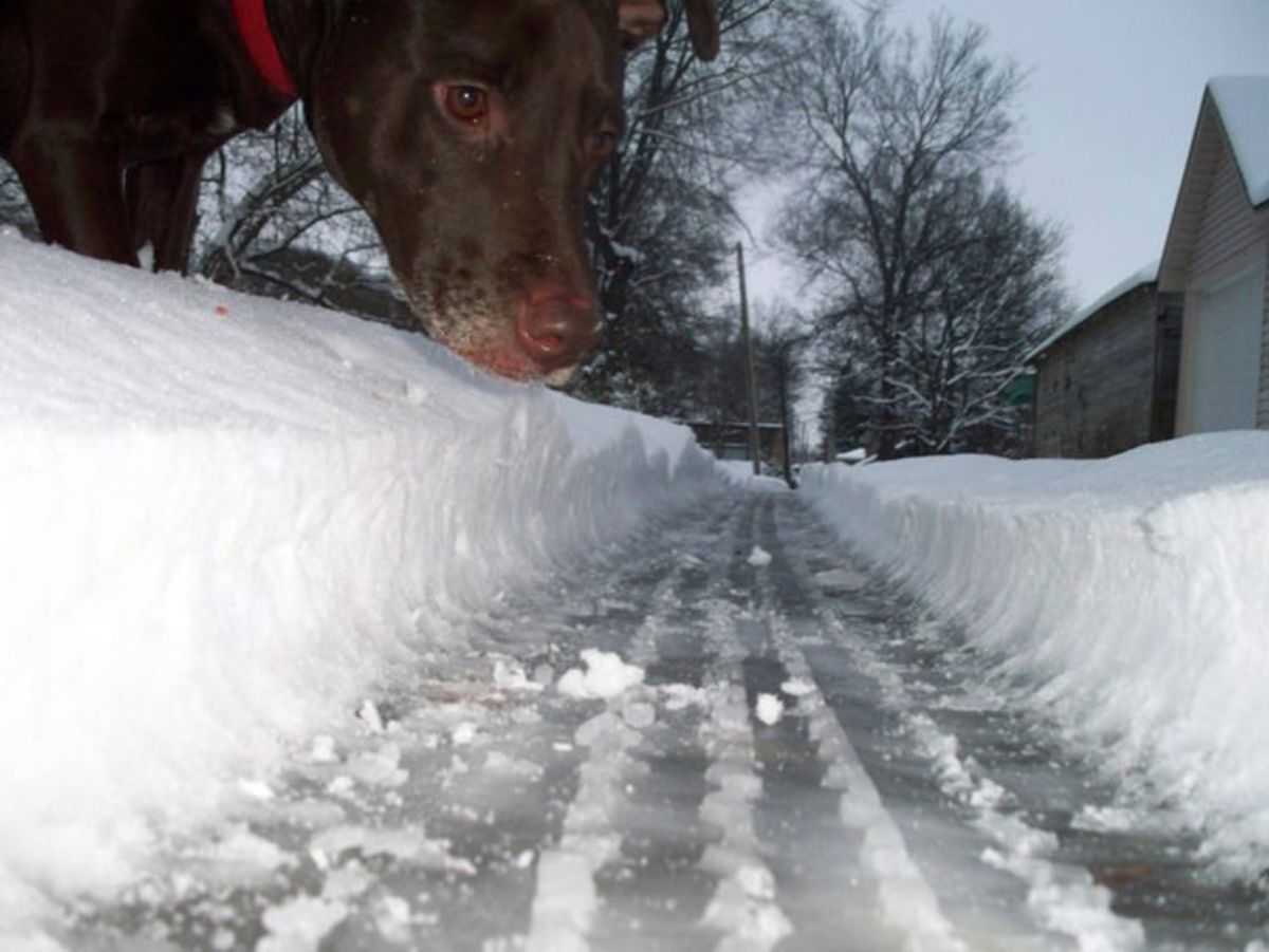 brown dog sniffing a strip of the road shoveled with the dog looming over it