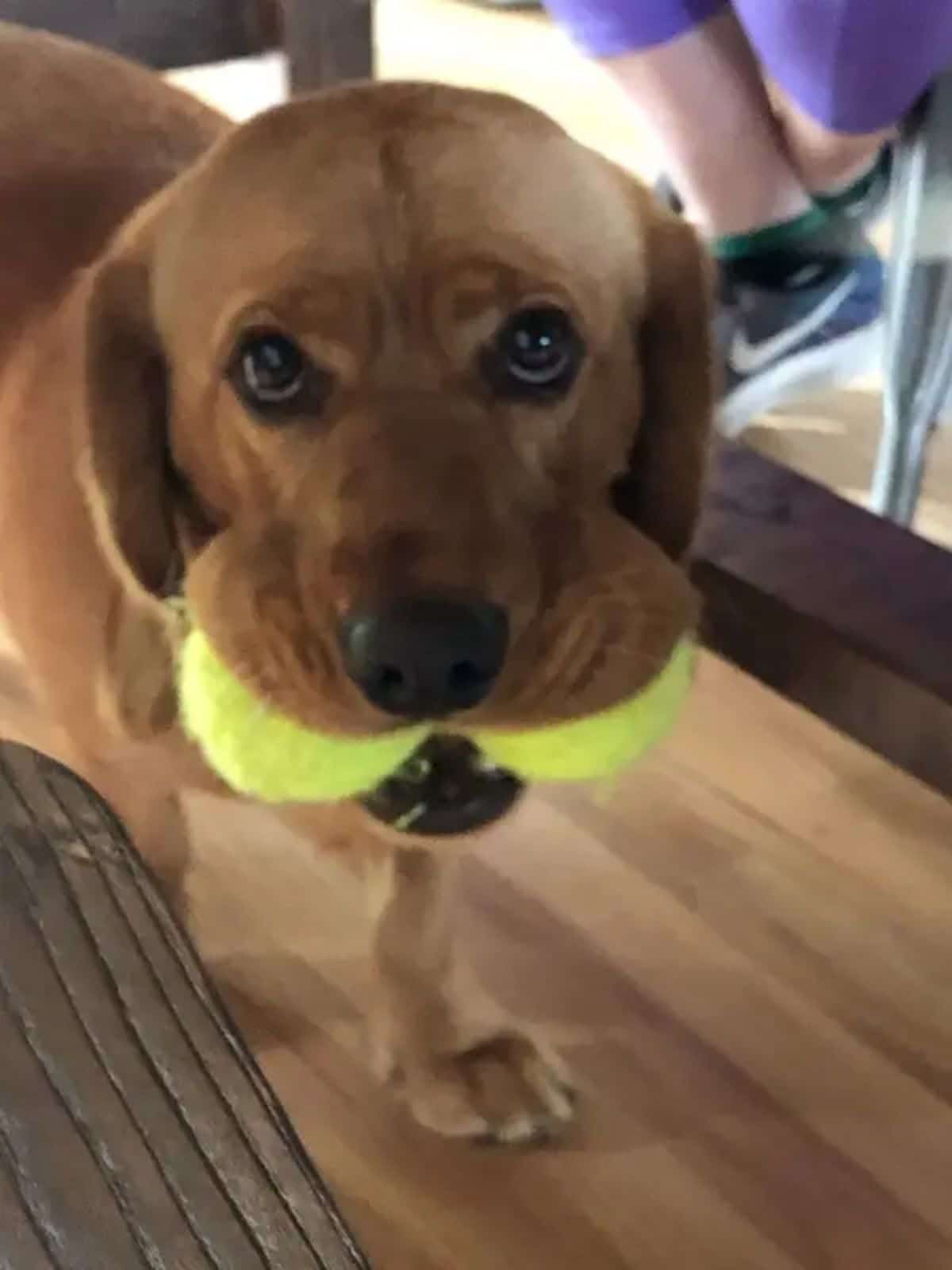brown dog standing holding 2 yellow tennis balls in its mouth