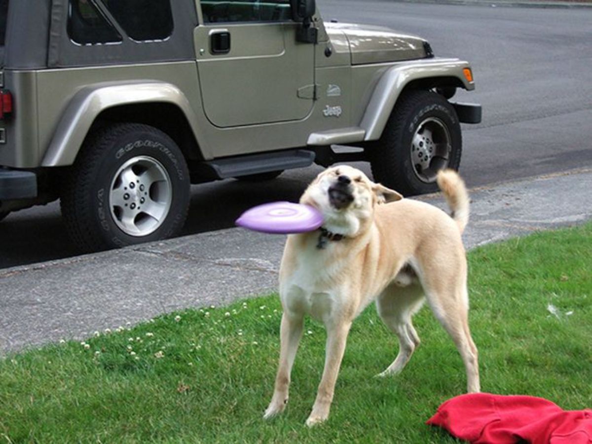 brown dog standing on grass with a purple and white frisbee hitting it in the neck