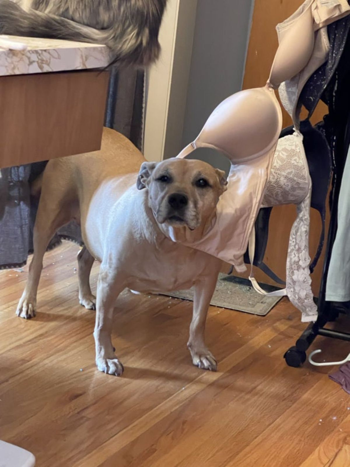 brown dog standing with the strap of a pink bra around its neck
