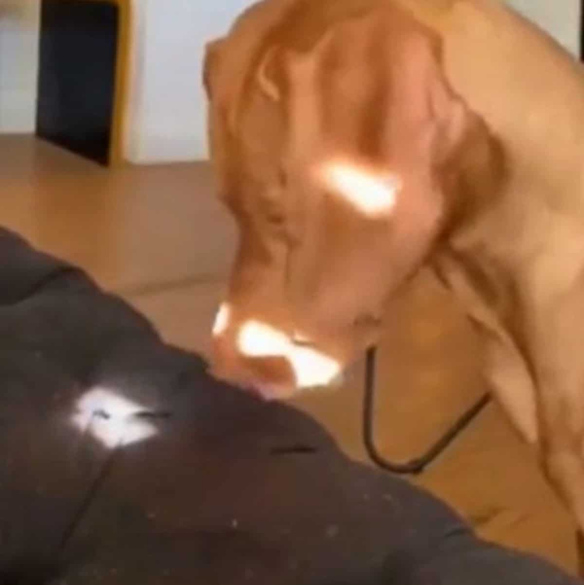 brown dog staring at some light on black sofa cushion