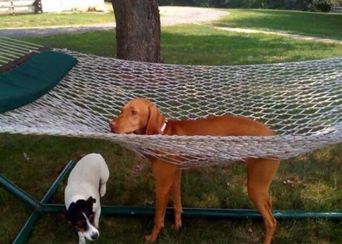 brown dog stuck with the feet gone through a net hammock with aa black and white dog next to it under the hammock