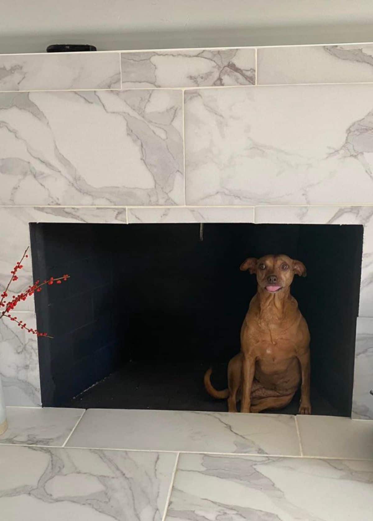 brown dog with the tongue sticking out slightly sitting in an empty fireplace with white and grey marble on the floor and the walls of the fireplace
