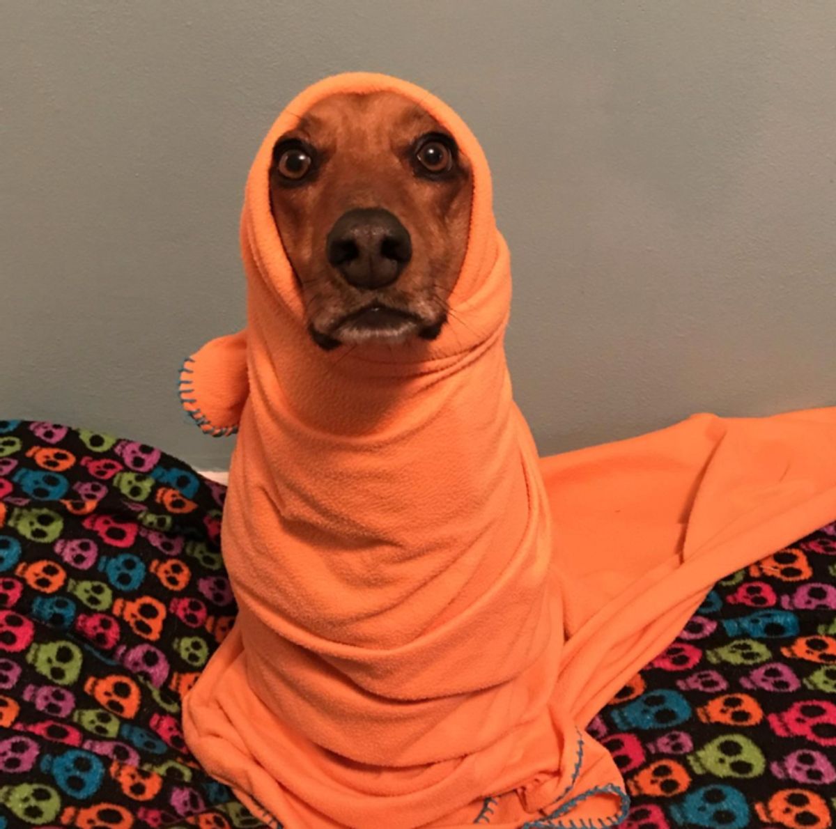 brown dog wrapped up tightly in an orange blanket