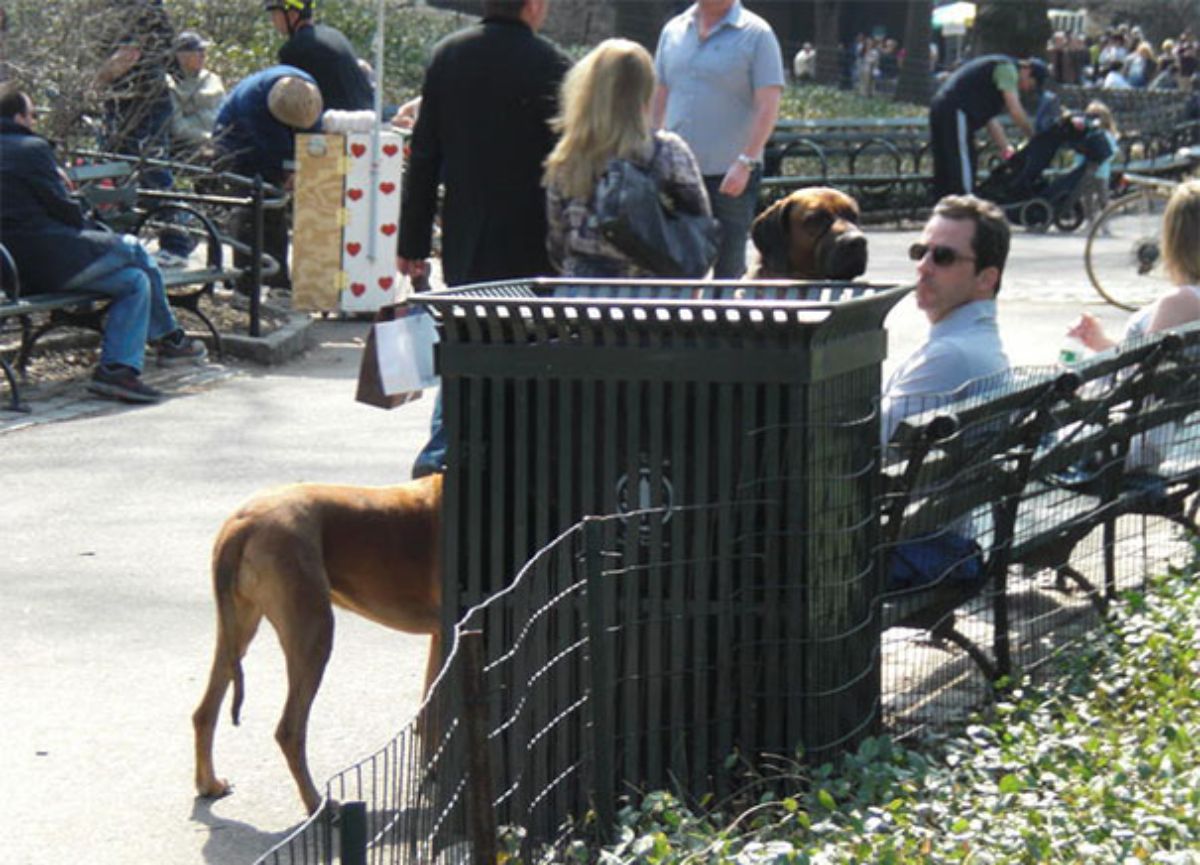brown dog's back showing from on the lft of a large metal bin and a brown dog head showing over the right side of the bin