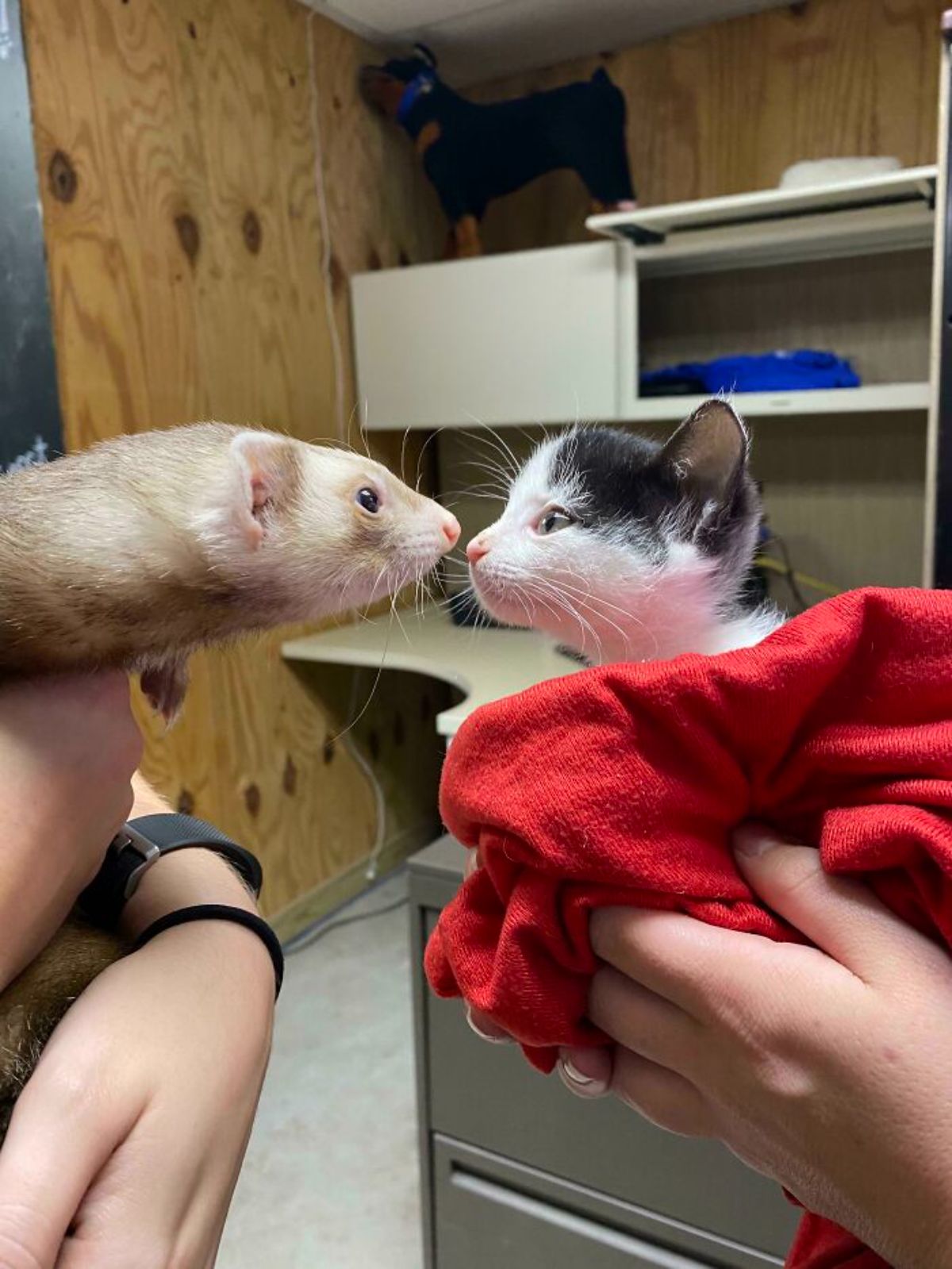 brown ferret and black and white kitten sniffing each other while being held by people