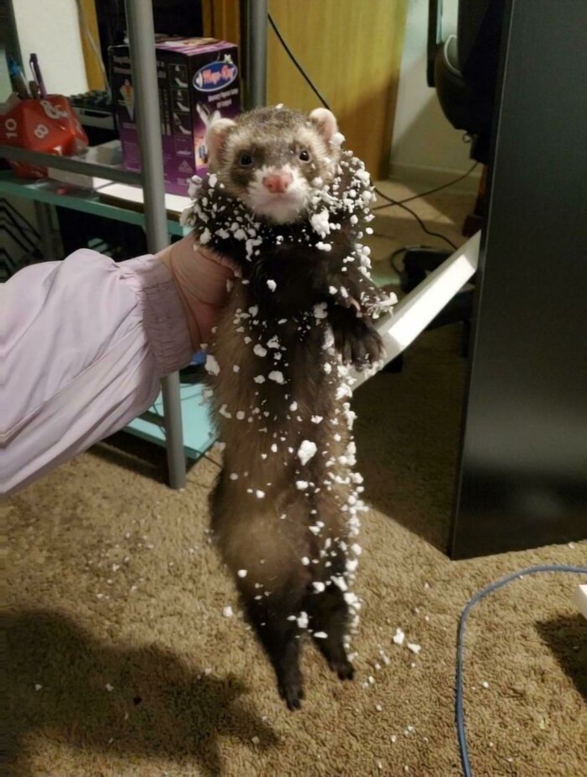 brown ferret covered in bits of styrofoam being held up by someone