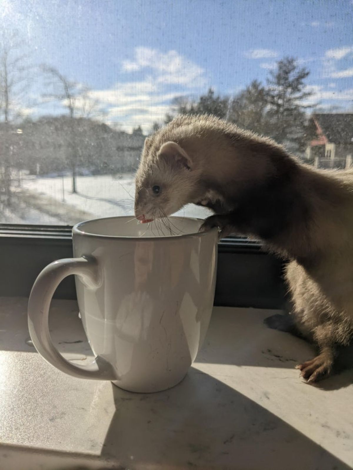 brown ferret standing on hind legs and reaching into a white mug on a windowsill drinking out of it