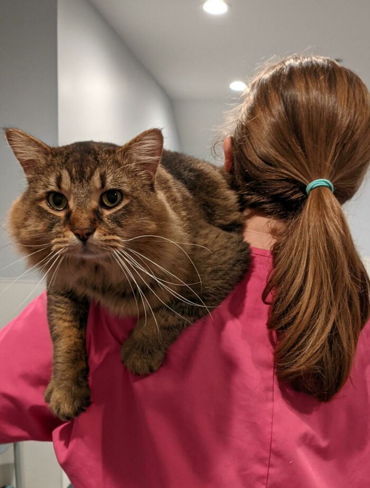 brown fluffy tabby cat being held over a woman's shoulder