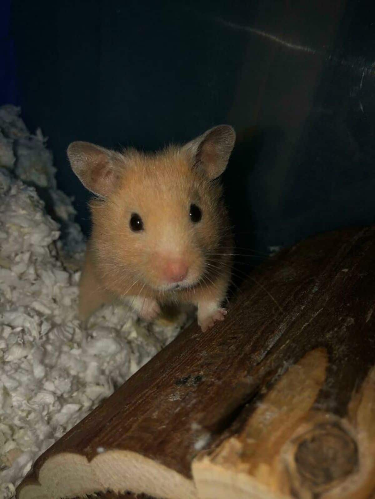 brown hamster inside an enclosure