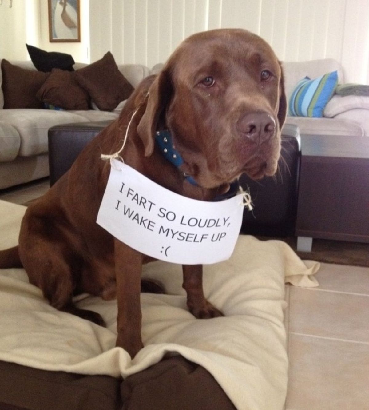 brown labrador sitting on a beige sofa with a note saying "I fart so loudly, I wake myself up :("