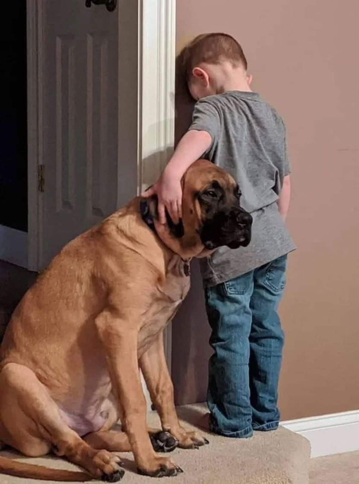 brown mastiff standing next to a little boy standing facing a brown wall