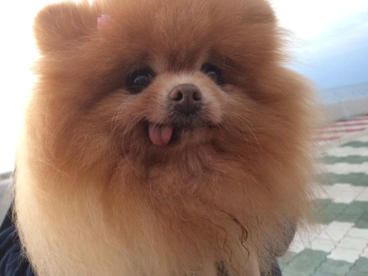 brown pomeranian with tongue sticking out slightly
