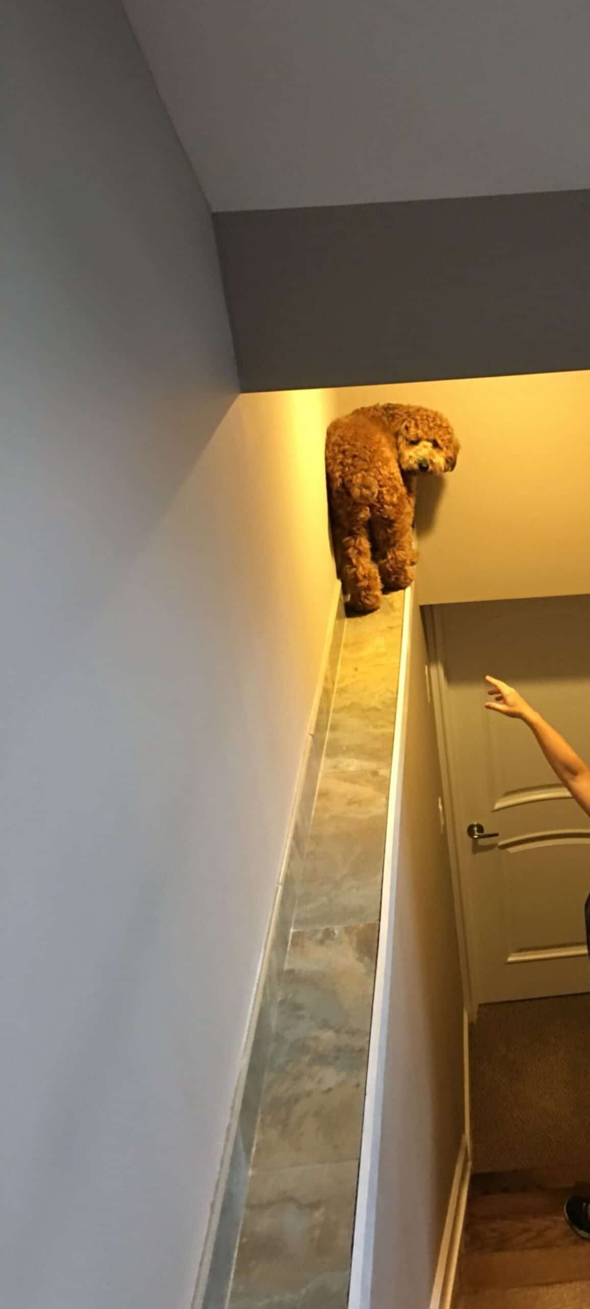 brown poodle on the corner of a ledge off of a stairwell with someone reaching up to the dog and the dog looking back at the camera