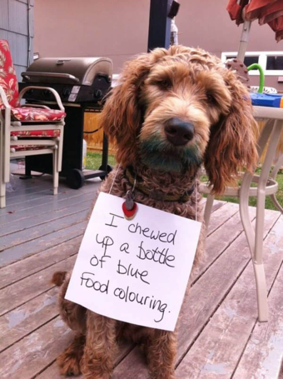 brown poodle with blue mouth with a note around the neck saying I chewed up a bottle of blue food colouring