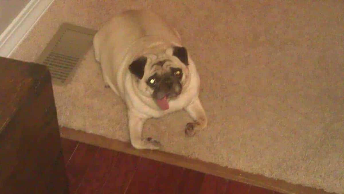 brown pug laying on floor with tongue sticking out and paws bent to face each other