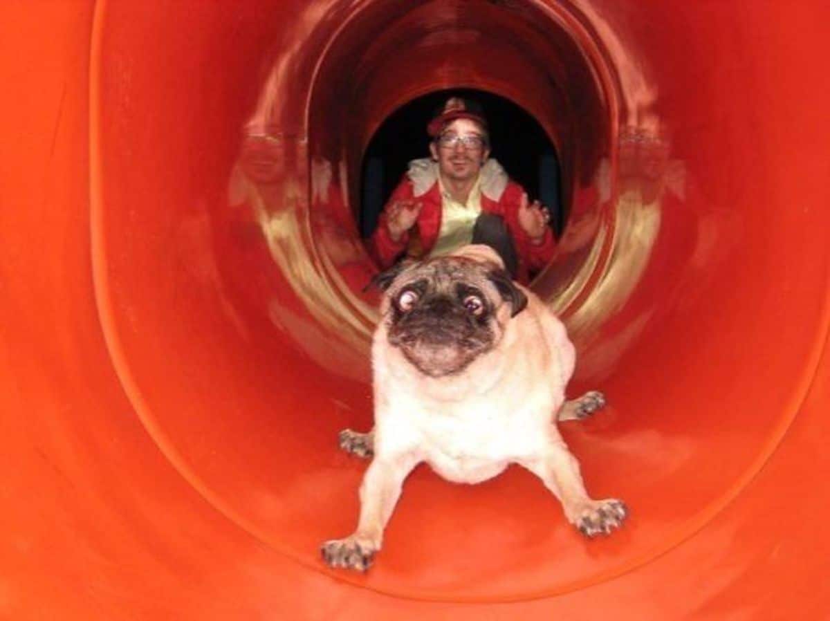 brown pug looking alarmed coming down an orange slide with a man behind the dog watching it