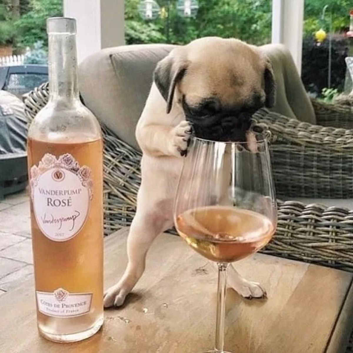brown pug puppy standing on a wooden table leaning into a glass of rose next to a bottle of rose
