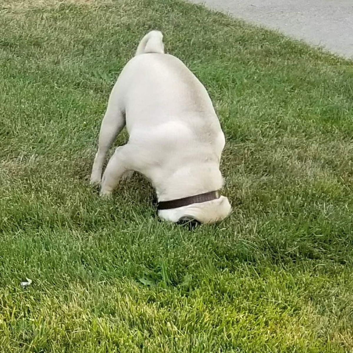 brown pug standing on grass with face smushed into the grass