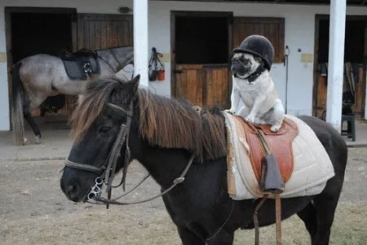 brown pug with a black helmet on a dark brown horse with saddle and harness on